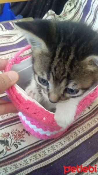 Tekir Kedi, Kedi  candy fotoğrafı