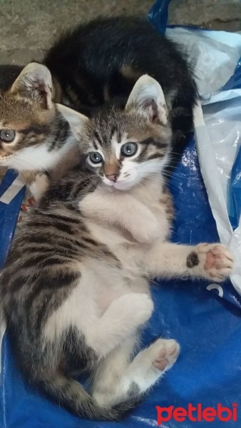 Tekir Kedi, Kedi  candy fotoğrafı