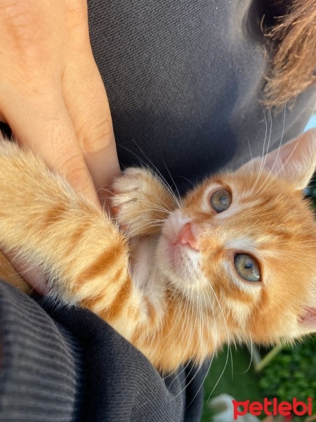 Soke, Kedi  Karamel fotoğrafı