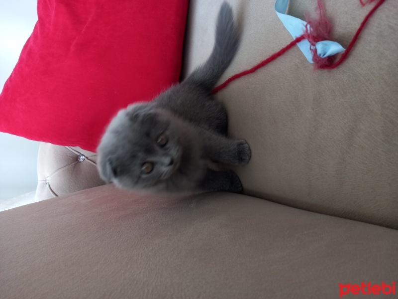 British Shorthair, Kedi  BİHTER fotoğrafı