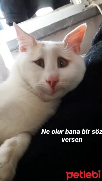 Tekir Kedi, Kedi  Miyav fotoğrafı