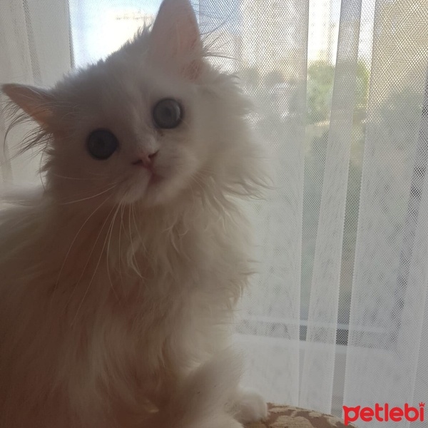 Chinchilla, Kedi  Mia fotoğrafı