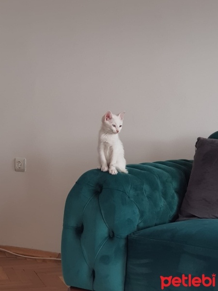 Ankara Kedisi, Kedi  Balım fotoğrafı
