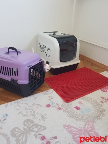 Ankara Kedisi, Kedi  Balım fotoğrafı