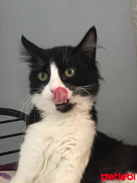 Tekir Kedi, Kedi  prenses fotoğrafı