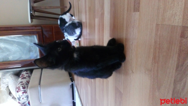 Tekir Kedi, Kedi  Bandırma 2 aylık aşısı tam tekir kedi fotoğrafı