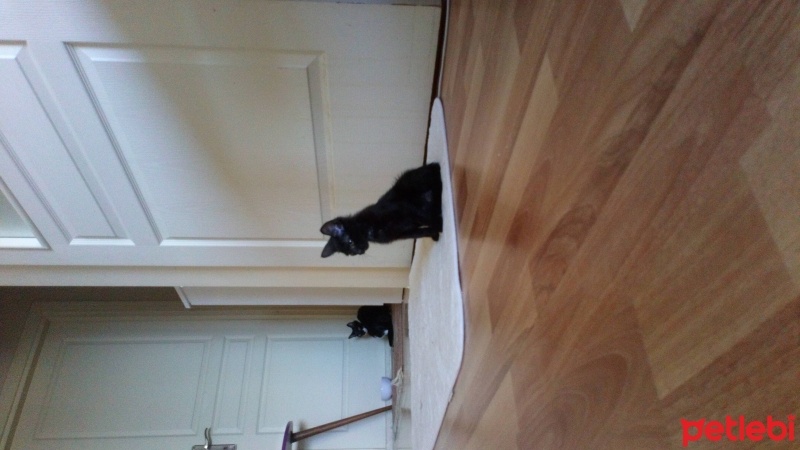 Tekir Kedi, Kedi  Bandırma 2 aylık aşısı tam tekir kedi fotoğrafı