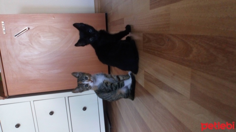 Tekir Kedi, Kedi  Bandırma 2 aylık aşısı tam tekir kedi fotoğrafı