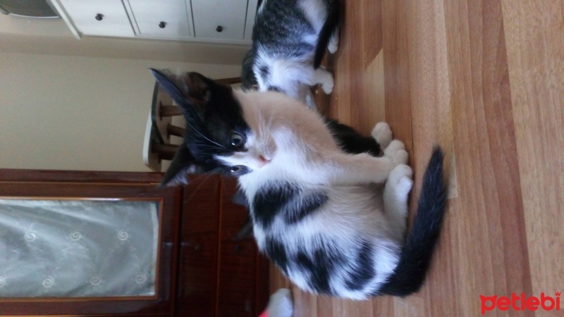 Tekir Kedi, Kedi  Bandırma 2 aylık aşısı tam tekir kedi fotoğrafı