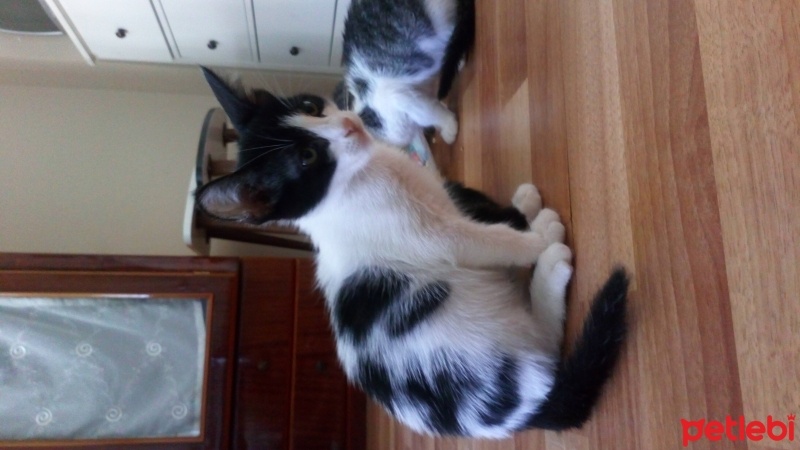 Tekir Kedi, Kedi  Bandırma 2 aylık aşısı tam tekir kedi fotoğrafı