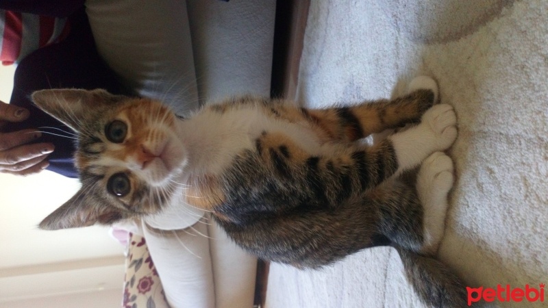 Tekir Kedi, Kedi  Bandırma 2 aylık aşısı tam tekir kedi fotoğrafı