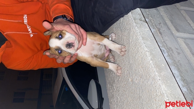 Amerikan Pitbull Terrier, Köpek  Medusa fotoğrafı