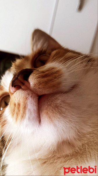 Tekir Kedi, Kedi  Mia fotoğrafı