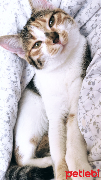 Tekir Kedi, Kedi  Mia fotoğrafı