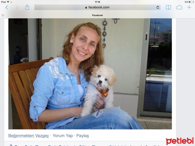 Maltese, Köpek  Çapkın fotoğrafı