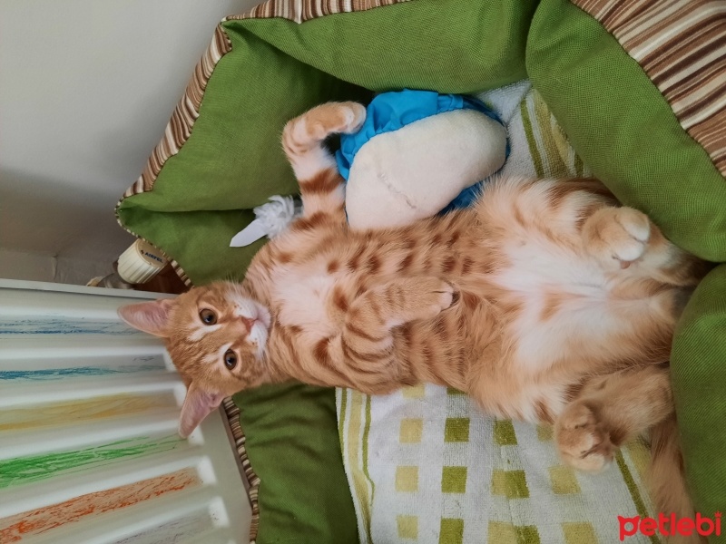 Sarman, Kedi  Şans fotoğrafı