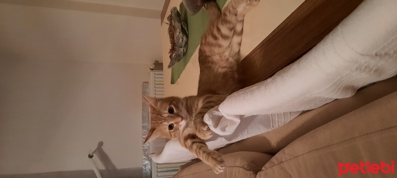 Sarman, Kedi  Şans fotoğrafı