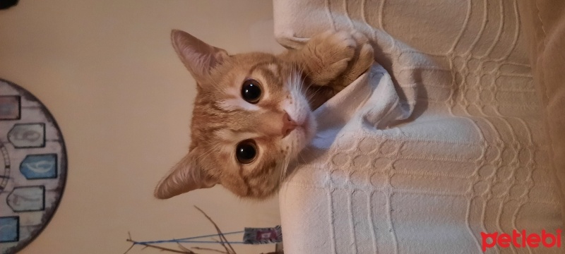 Sarman, Kedi  Şans fotoğrafı