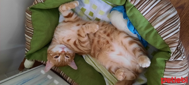 Sarman, Kedi  Şans fotoğrafı