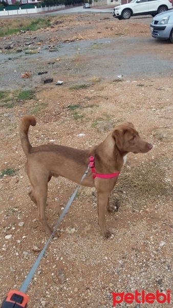 Labrador Retriever, Köpek  Waffle fotoğrafı