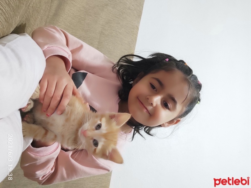 Sarman, Kedi  Karamel fotoğrafı