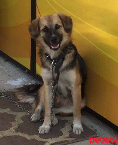 Alman Çoban Köpeği, Köpek  Cesi fotoğrafı