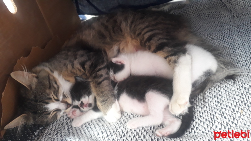 Tekir Kedi, Kedi  Tarçın fotoğrafı