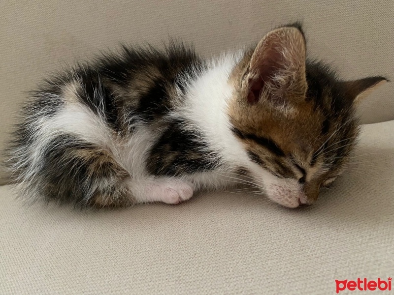 Tekir Kedi, Kedi  Karamel fotoğrafı