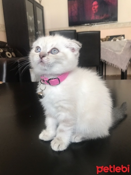 Scottish Fold, Kedi  Adı yok 2 aylık alana hayırlı olsun fotoğrafı