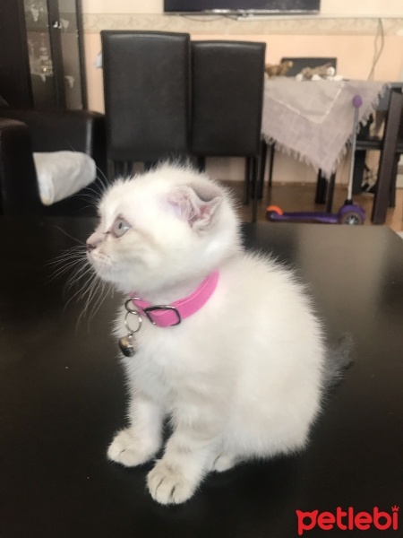 Scottish Fold, Kedi  Adı yok 2 aylık alana hayırlı olsun fotoğrafı