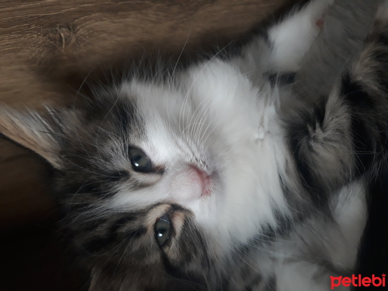 Tekir Kedi, Kedi  Prenses fotoğrafı