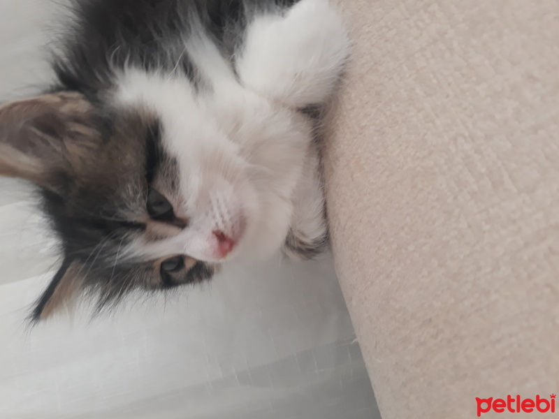 Tekir Kedi, Kedi  Prenses fotoğrafı