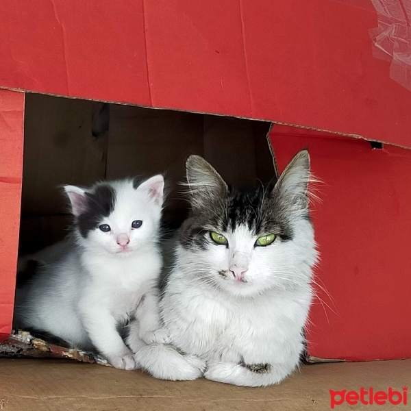 Tekir Kedi, Kedi  Prenses fotoğrafı
