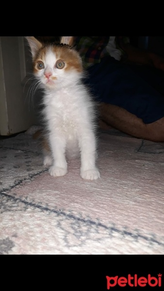 Tekir Kedi, Kedi  Prenses fotoğrafı