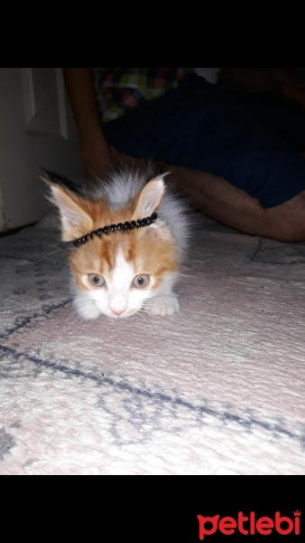 Tekir Kedi, Kedi  Prenses fotoğrafı