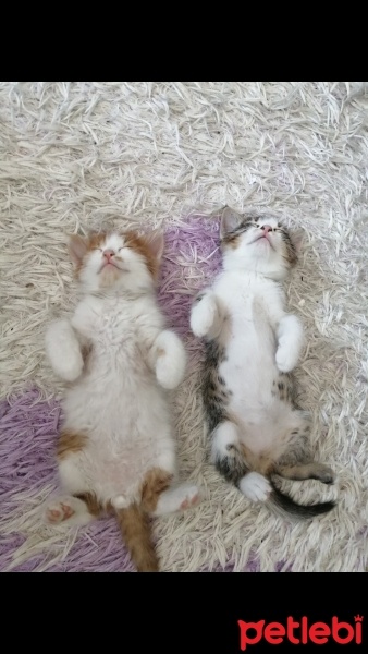 Tekir Kedi, Kedi  Prenses fotoğrafı