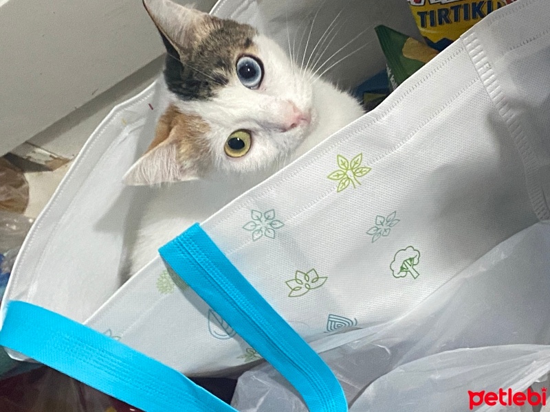 Ankara Kedisi, Kedi  Mia fotoğrafı