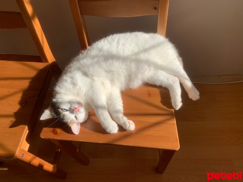 Ankara Kedisi, Kedi  Mia fotoğrafı