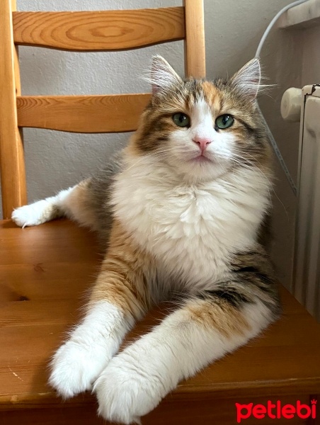 Ankara Kedisi, Kedi  Mia fotoğrafı