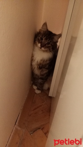 Ankara Kedisi, Kedi  Sugar fotoğrafı