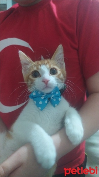 Tekir Kedi, Kedi  Paşa fotoğrafı
