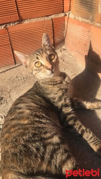 Tekir Kedi, Kedi  Sümbül fotoğrafı