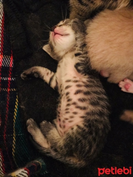 Tekir Kedi, Kedi  Bitter fotoğrafı