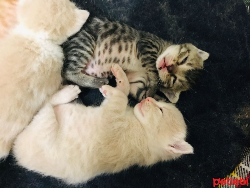 Tekir Kedi, Kedi  Tırmık fotoğrafı