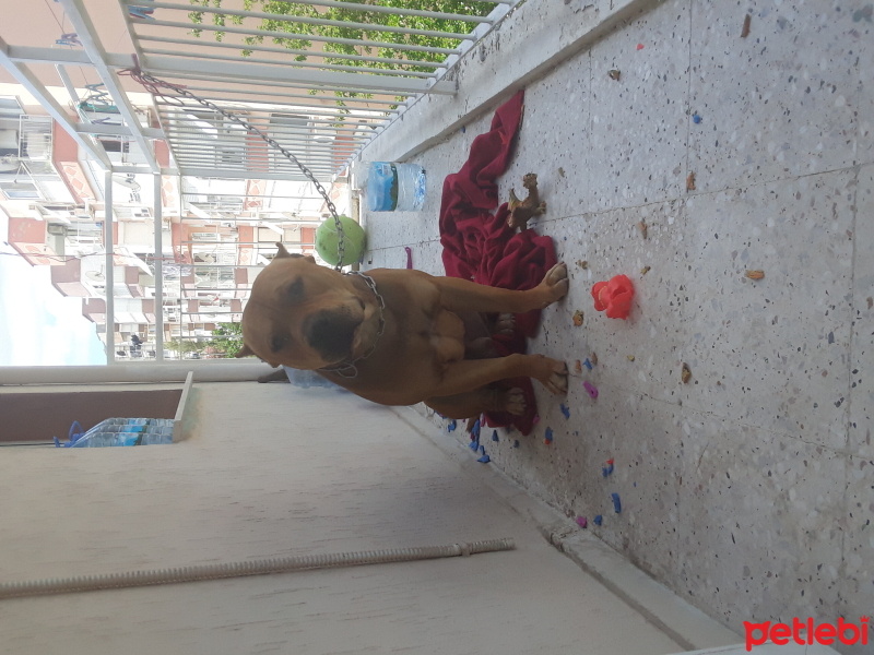Amerikan Pitbull Terrier, Köpek  Zeus fotoğrafı