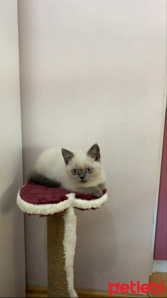 British Shorthair, Kedi  Latte fotoğrafı