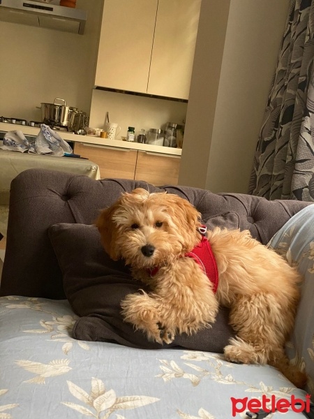 Maltese, Köpek  Cookie fotoğrafı