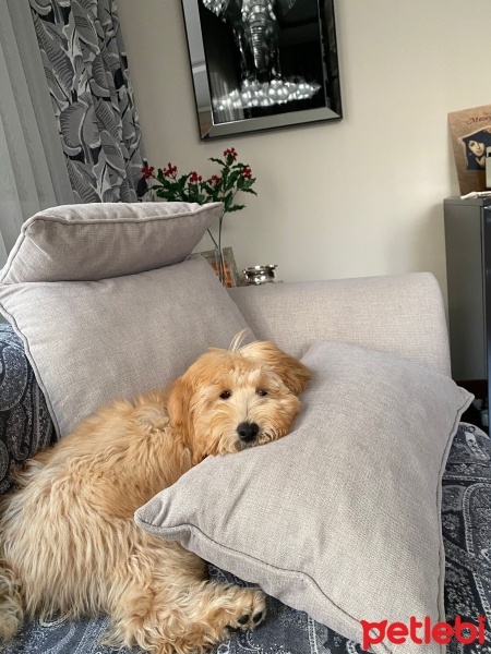 Maltese, Köpek  Cookie fotoğrafı