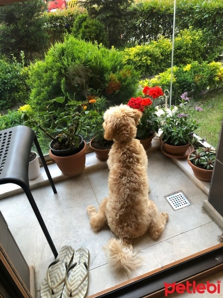 Maltese, Köpek  Cookie fotoğrafı