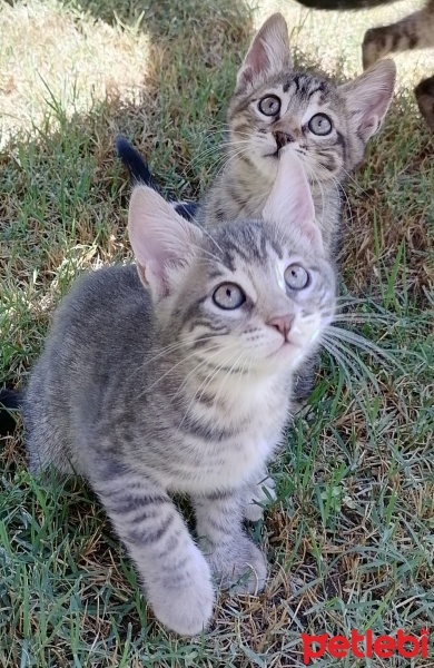 Tekir Kedi, Kedi  Griş fotoğrafı